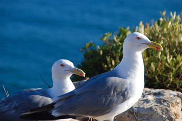 GAVIOTAS EN UN ACANTILADO EN EL MAR. COSTA