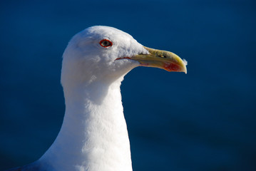 PRIMER PLANO DE UNA GAVIOTA EN EL MAR
