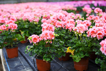 Fototapeta na wymiar Greenhouse with blooming geranium flowers