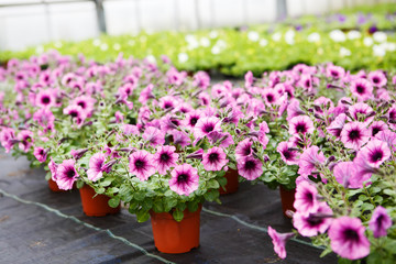 Greenhouse with blooming petunia flowers