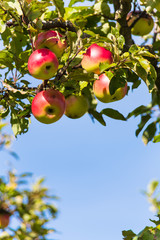 apples in the fall on an apple tree