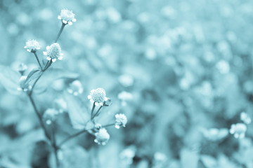 small flower, small tiny yellow flower in nature, blue process