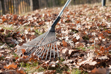 Cleaning with rake of autumn leaves in park