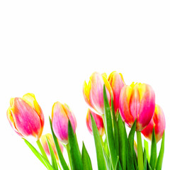 Beautiful bouquet of colorful tulips.