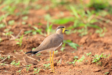 Yellow-wattled Lapwing (Vanellus malabaricus) in Sri Lanka