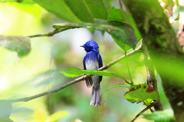 Black-naped Monarch (Hypothymis azurea) male in Sri lanka