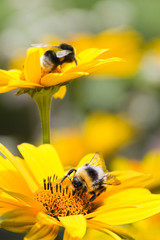 Bumble bees on sunflowers in summer - 60791701