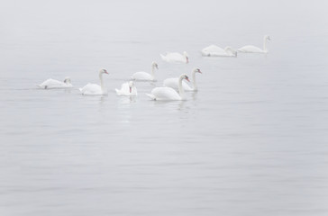 White Mute Swans in the myst