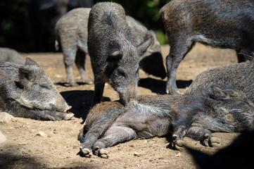 Wild boar in forest
