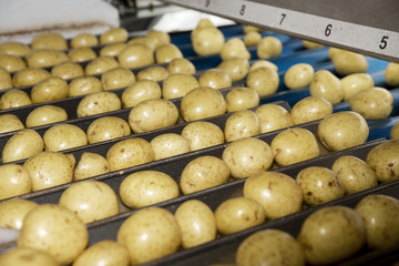Potatoe Industry