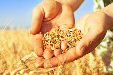 Wheat in woman's hands