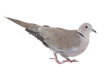 eurasian collared dove