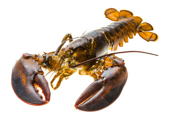 Raw lobster