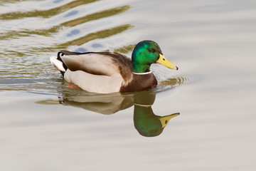 Obraz premium Mallard On The Water