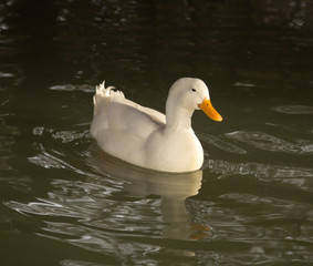 white duck in water