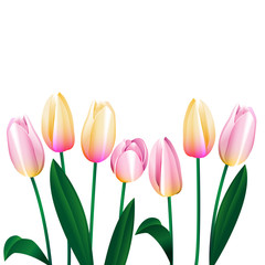 pink tulips 1