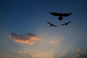 silhouette seagull flying home at sunset