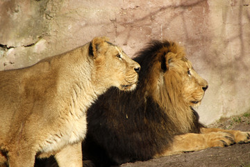 lions