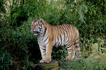 Obraz premium tiger