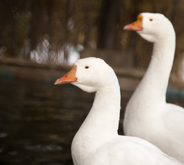 two white goose