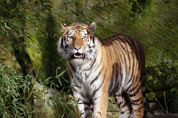 tiger