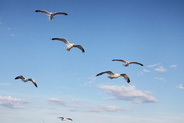 Sea gulls