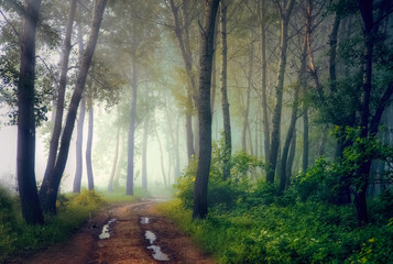 Fototapeta na wymiar Mystical forest