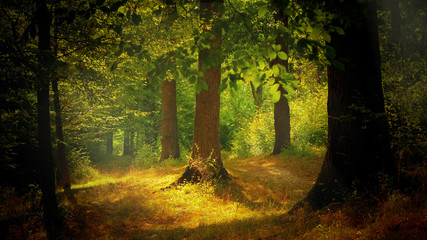 Light in the forest