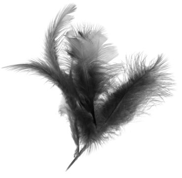 Black Feather On A White Background