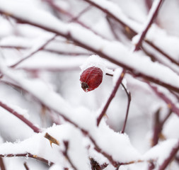 Briar in the snow. macro