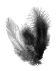 Obraz premium Black feather on a white background