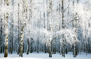 Fototapeten Birch forest with covered snow branches © Elena Kovaleva