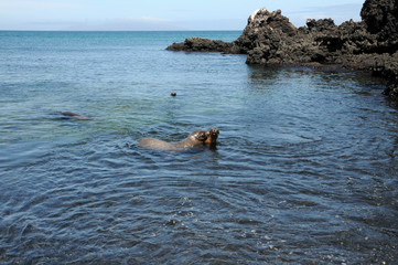 Galapagos Seelöwen