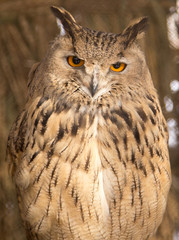 Fototapeta premium portrait of an owl in the park