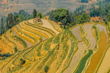 Rice terraces of Yuanyang, Yunnan, China