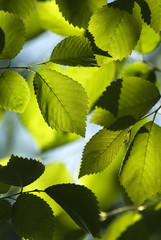 Closeup of Elm Leaves