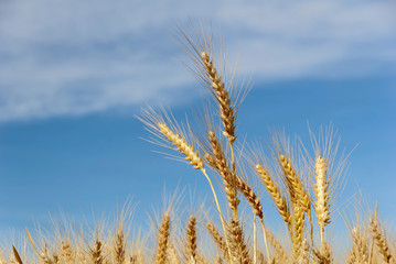 Wheat Against Sky