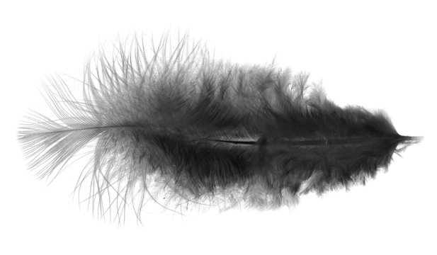 Black Feather On A White Background