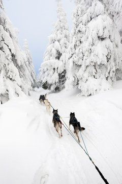 sledge dogging, Sedivacek's long, Czech Republic