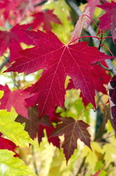 Close Up of Red Maple Leaves