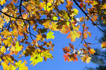 Fototapeta na wymiar Detail of Fall Oak Leaves