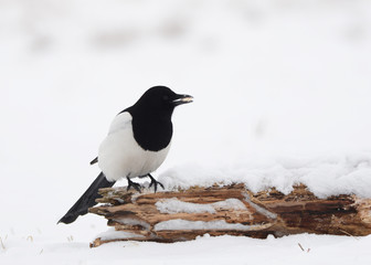 Magpie