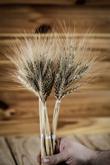 Wheat in the hand