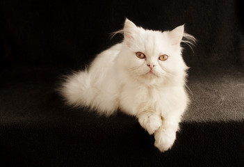 Perfect little white Persian kitten