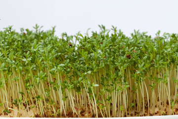 Cress seedlings isolated on white background