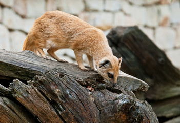 mongoose on a fallen tree