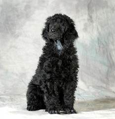 standard poodle puppy