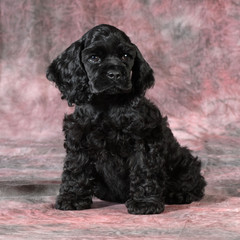 cocker spaniel puppy