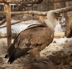 Obraz premium vulture