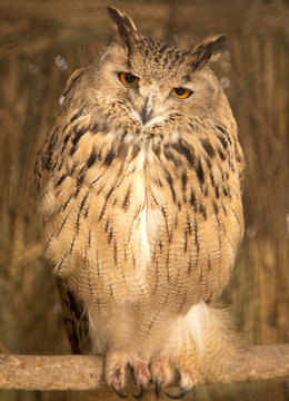 portrait of an owl in the park